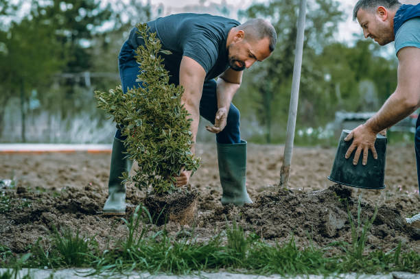 Best Emergency Storm Tree Removal  in USA